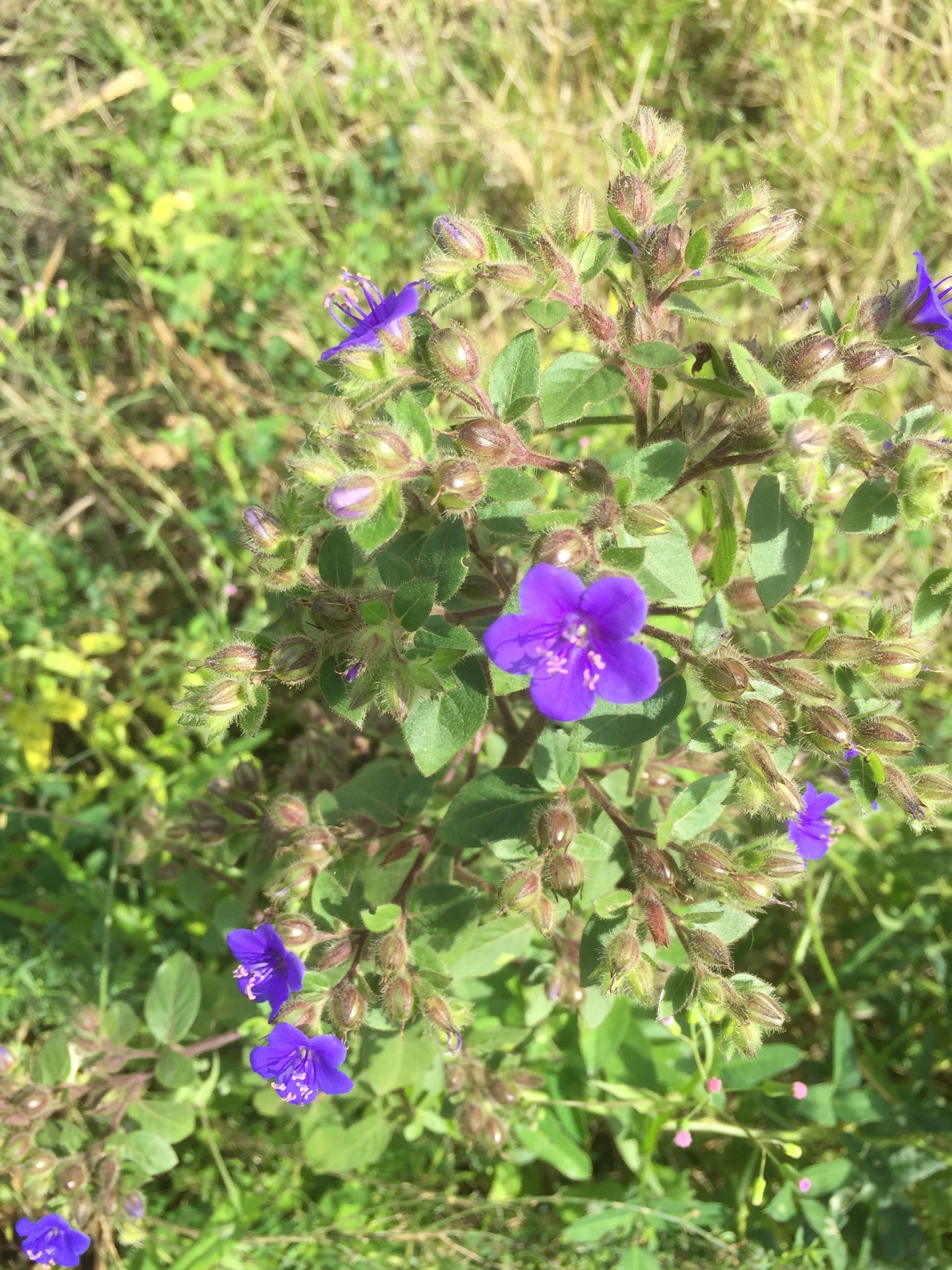 Hydrolea spinosa