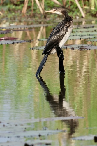 Reed Cormorant