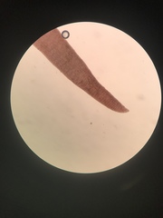 Odonthalia floccosa
