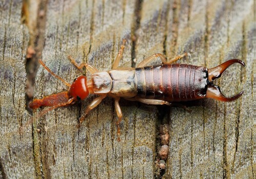 Deceiving Earwig