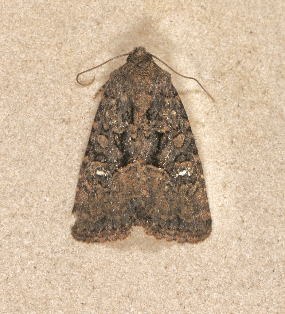 Lacinipolia basiplaga