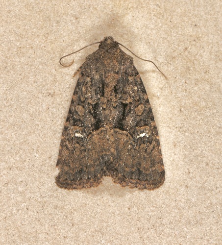 Lacinipolia basiplaga