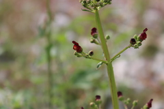 Scrophularia auriculata