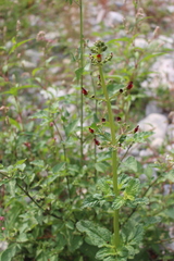 Scrophularia auriculata