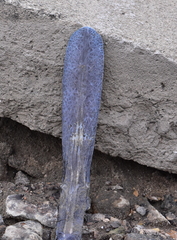Polyodon spathula