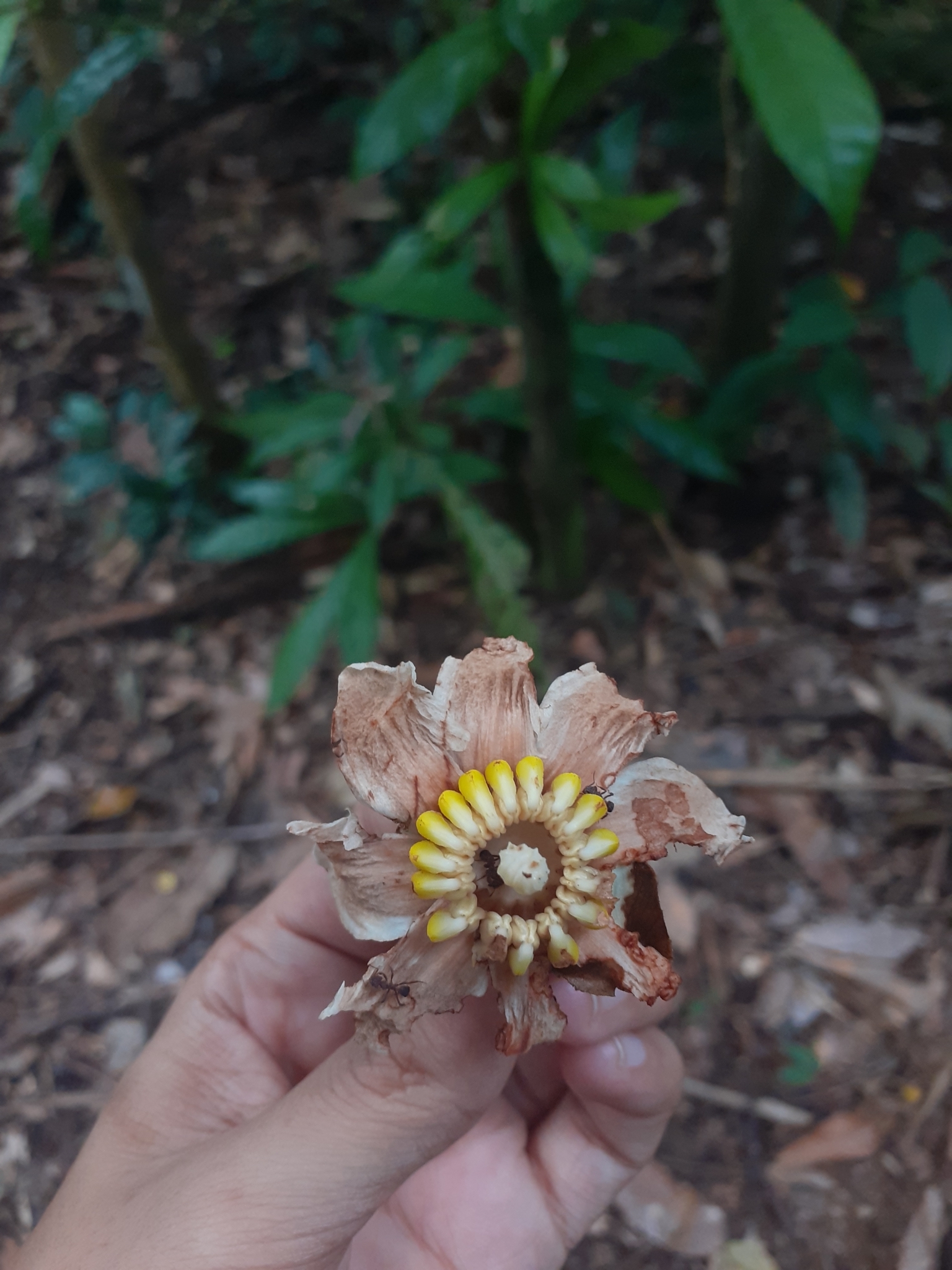 Bellucia grossularioides