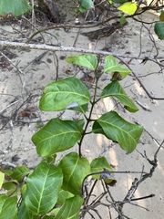 Salacia chinensis, photograph (c) 呂一起(Lyu yi-chi), some rights reserved (CC BY)