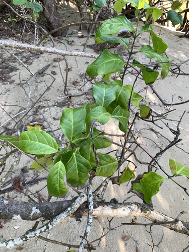 Salacia chinensis, photograph 5
