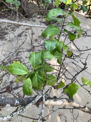 Salacia chinensis, photograph (c) 呂一起(Lyu yi-chi), some rights reserved (CC BY)