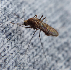 Aedes taeniorhynchus