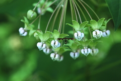 Geina tenuidactylus