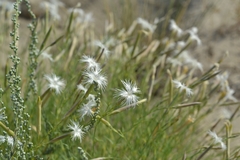 Dianthus squarrosus
