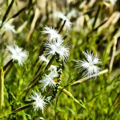 Dianthus squarrosus