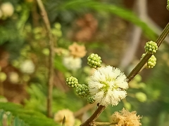 Senegalia megaladena