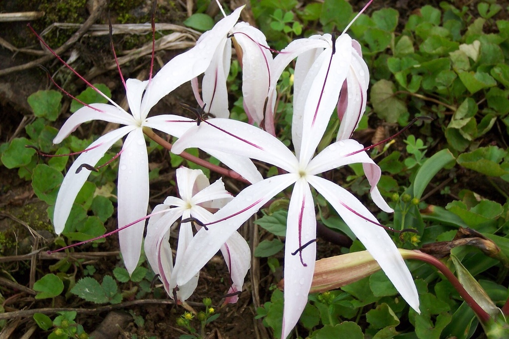 Crinum amoenum