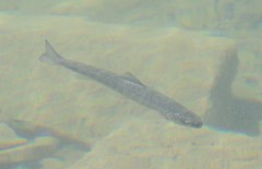 Salvelinus malma