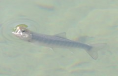 Salvelinus malma