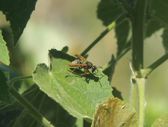 Polistes cinerascens