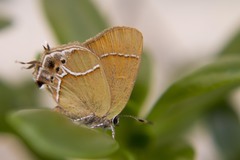 Callophrys xami xami