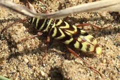 Megacyllene angulifera