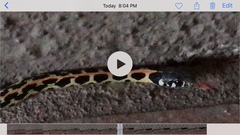 Thamnophis cyrtopsis ocellatus