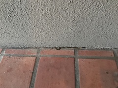 Thamnophis cyrtopsis ocellatus