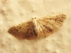Idaea celtima