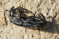 Cactophagus spinolae validus