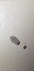 Flatoidinus punctatus