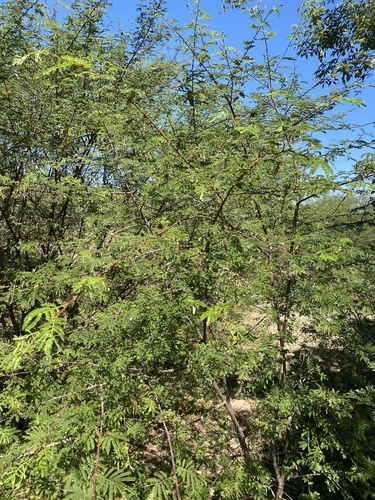 Foto de Jurema-preta