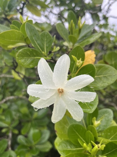 Foto de Tiaré