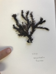 Odonthalia floccosa