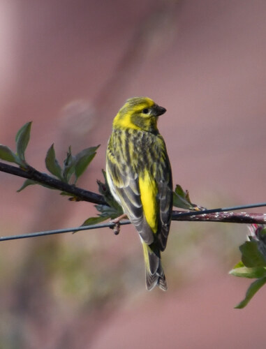Serín verdecillo (Serinus serinus)