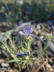 Eriastrum densifolium