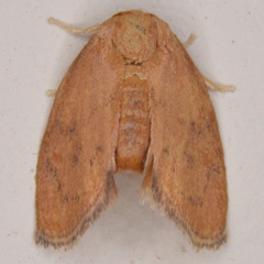 Heterogenea shurtleffi