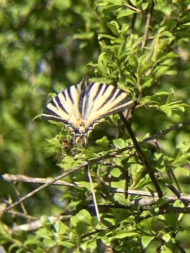 Iphiclides podalirius