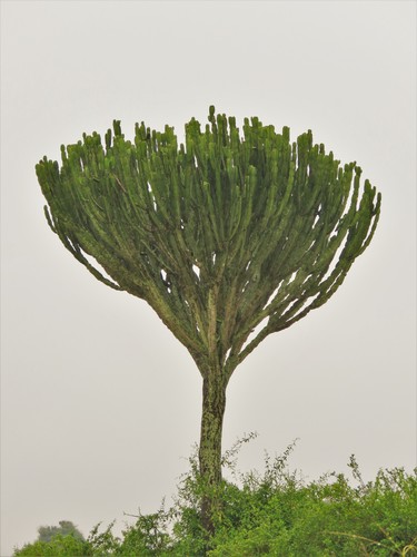 Euphorbia ingens image