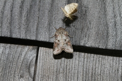 Trichordestra legitima