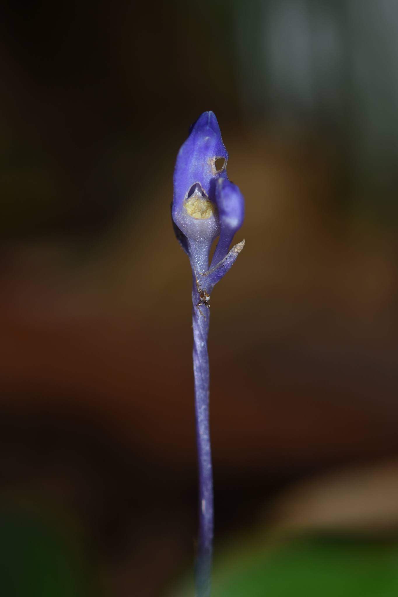 Burmannia wallichii — ảnh 3