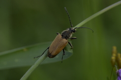 Trigonarthris