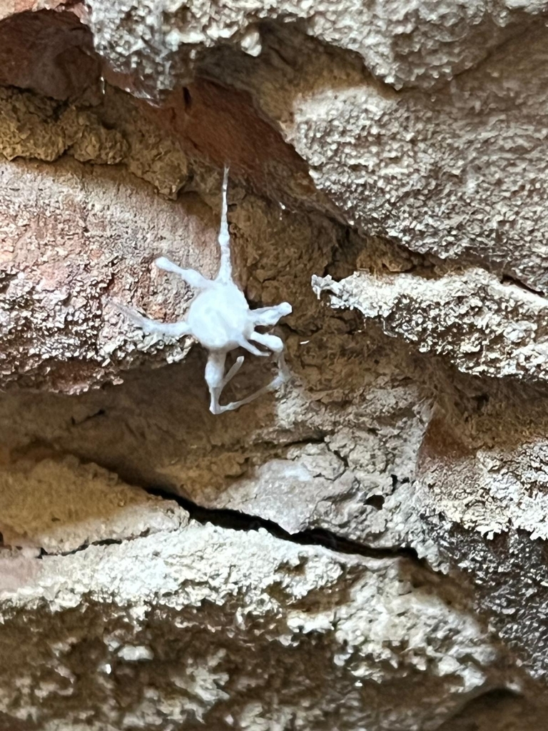 Gibellula attenboroughii