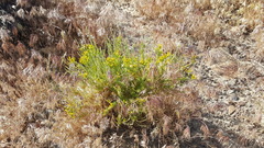 Tetradymia glabrata