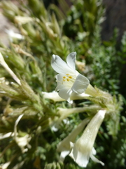 Polemonium brandegeei