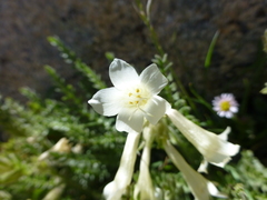 Polemonium brandegeei