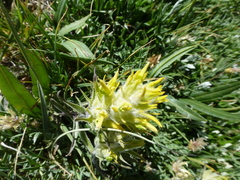 Castilleja puberula