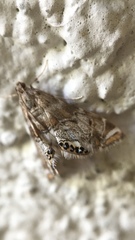 Petrophila confusalis