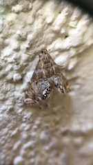 Petrophila confusalis
