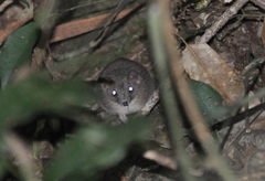 Antechinus