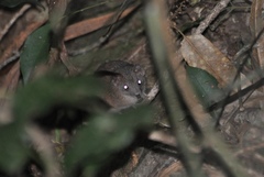 Antechinus