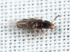 Anotylus insignitus